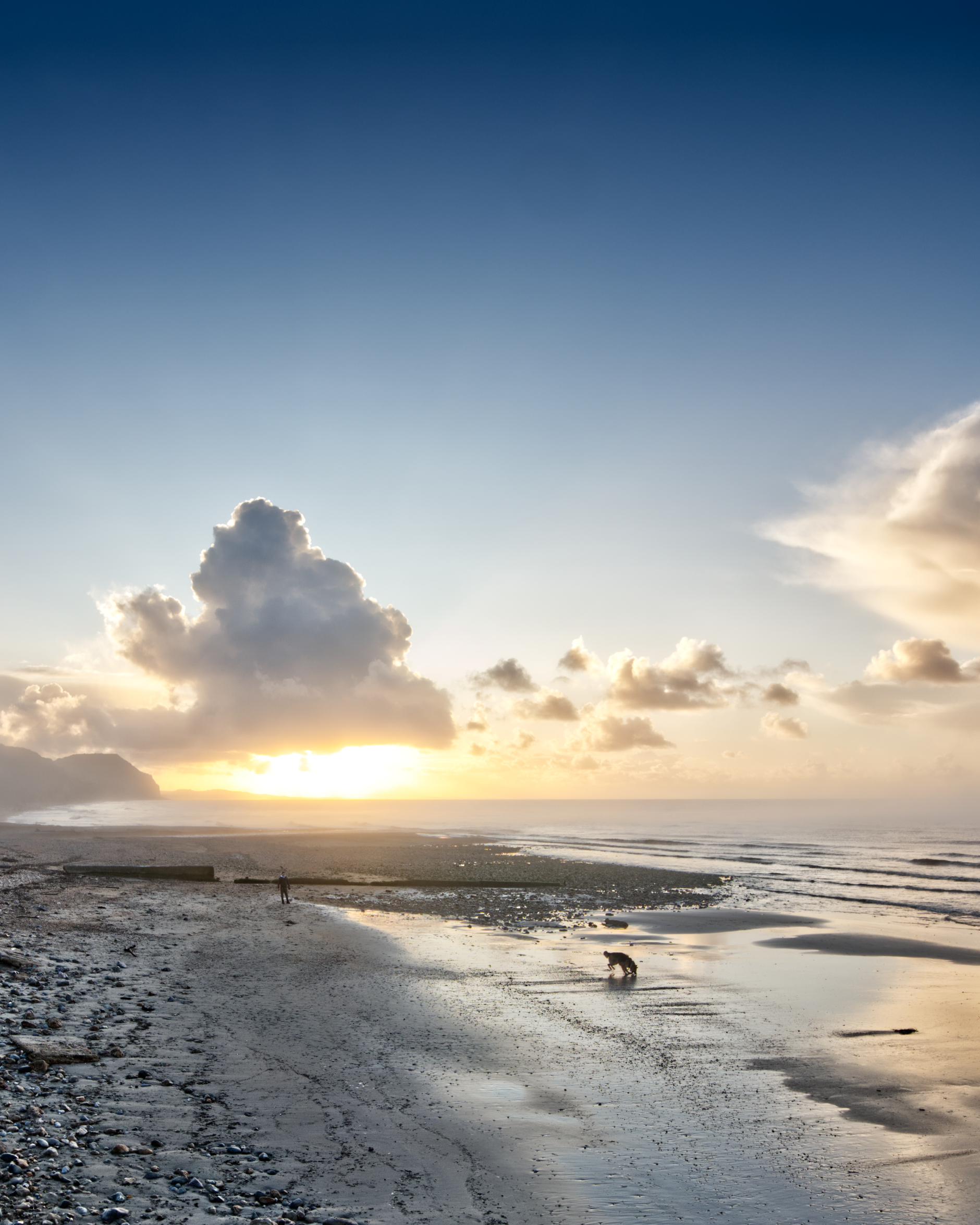 Dog friendly beaches